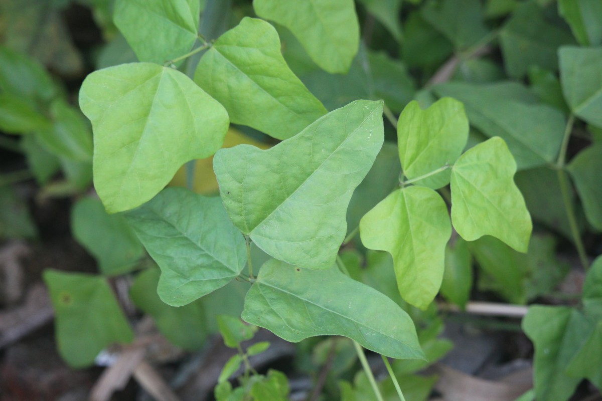 Psophocarpus scandens (Endl.) Verdc.